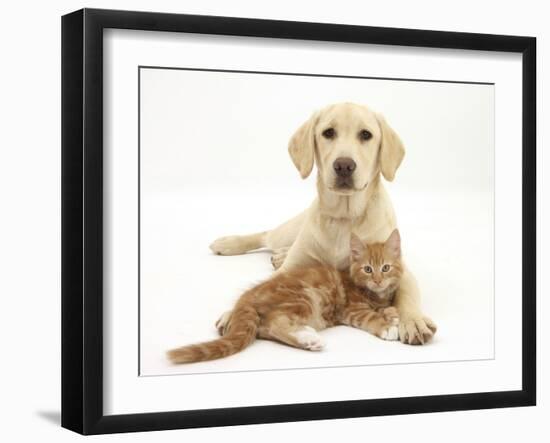 Yellow Labrador Puppy and Ginger Kitten-Mark Taylor-Framed Premium Photographic Print