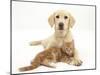 Yellow Labrador Puppy and Ginger Kitten-Mark Taylor-Mounted Premium Photographic Print