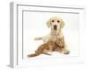 Yellow Labrador Puppy and Ginger Kitten-Mark Taylor-Framed Photographic Print