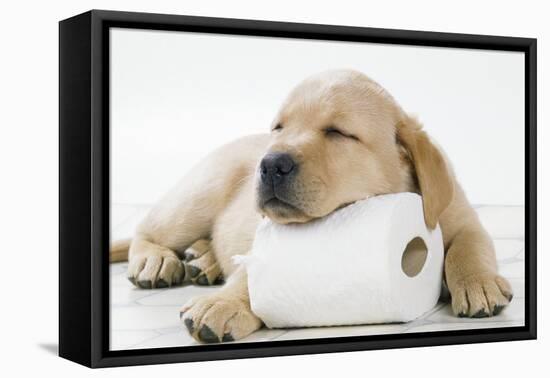 Yellow Labrador Puppy Asleep on Toilet Roll, 9 Weeks-null-Framed Stretched Canvas