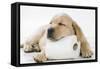 Yellow Labrador Puppy Asleep on Toilet Roll, 9 Weeks-null-Framed Stretched Canvas
