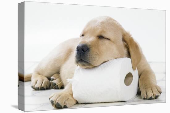 Yellow Labrador Puppy Asleep on Toilet Roll, 9 Weeks-null-Stretched Canvas