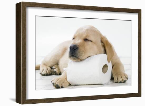 Yellow Labrador Puppy Asleep on Toilet Roll, 9 Weeks-null-Framed Photographic Print