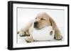 Yellow Labrador Puppy Asleep on Toilet Roll, 9 Weeks-null-Framed Photographic Print