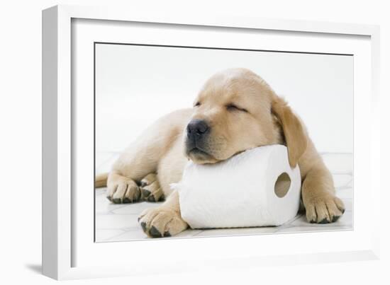 Yellow Labrador Puppy Asleep on Toilet Roll, 9 Weeks-null-Framed Photographic Print