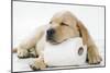 Yellow Labrador Puppy Asleep on Toilet Roll, 9 Weeks-null-Mounted Photographic Print