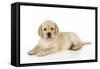 Yellow Labrador Puppy Lying Down-null-Framed Stretched Canvas