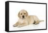 Yellow Labrador Puppy Lying Down-null-Framed Stretched Canvas