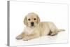 Yellow Labrador Puppy Lying Down-null-Stretched Canvas