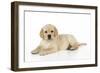 Yellow Labrador Puppy Lying Down-null-Framed Photographic Print