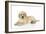 Yellow Labrador Puppy Lying Down-null-Framed Photographic Print