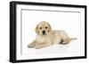 Yellow Labrador Puppy Lying Down-null-Framed Photographic Print