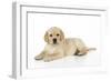 Yellow Labrador Puppy Lying Down-null-Framed Photographic Print