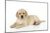 Yellow Labrador Puppy Lying Down-null-Mounted Photographic Print