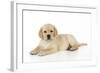 Yellow Labrador Puppy Lying Down-null-Framed Photographic Print