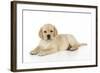 Yellow Labrador Puppy Lying Down-null-Framed Photographic Print