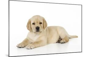 Yellow Labrador Puppy Lying Down-null-Mounted Photographic Print