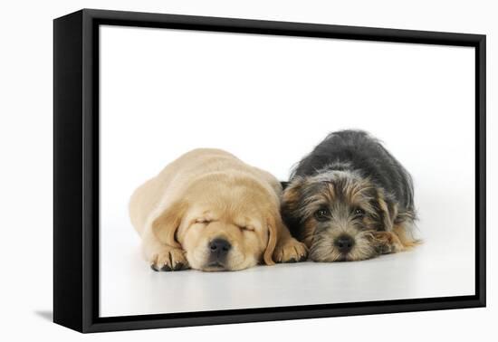 Yellow Labrador Puppy Lying Next to Norfolk-null-Framed Stretched Canvas