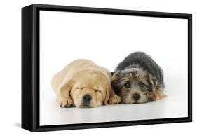 Yellow Labrador Puppy Lying Next to Norfolk-null-Framed Stretched Canvas