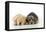 Yellow Labrador Puppy Lying Next to Norfolk-null-Framed Stretched Canvas