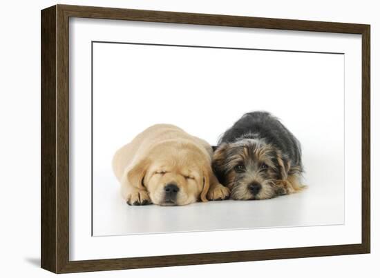 Yellow Labrador Puppy Lying Next to Norfolk-null-Framed Photographic Print