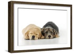 Yellow Labrador Puppy Lying Next to Norfolk-null-Framed Photographic Print