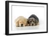 Yellow Labrador Puppy Lying Next to Norfolk-null-Framed Photographic Print