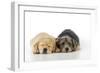 Yellow Labrador Puppy Lying Next to Norfolk-null-Framed Photographic Print