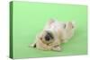 Yellow Labrador Puppy Lying on Back-null-Stretched Canvas