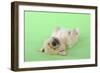 Yellow Labrador Puppy Lying on Back-null-Framed Photographic Print