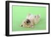 Yellow Labrador Puppy Lying on Back-null-Framed Photographic Print