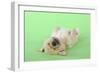 Yellow Labrador Puppy Lying on Back-null-Framed Photographic Print