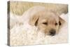 Yellow Labrador Puppy on Sheepskin Rug-null-Stretched Canvas