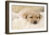 Yellow Labrador Puppy on Sheepskin Rug-null-Framed Photographic Print