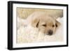 Yellow Labrador Puppy on Sheepskin Rug-null-Framed Photographic Print