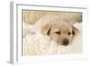 Yellow Labrador Puppy on Sheepskin Rug-null-Framed Photographic Print