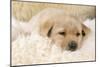 Yellow Labrador Puppy on Sheepskin Rug-null-Mounted Photographic Print