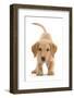 Yellow Labrador puppy, playful posture-Mark Taylor-Framed Photographic Print