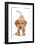 Yellow Labrador puppy, playful posture-Mark Taylor-Framed Photographic Print