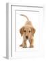 Yellow Labrador puppy, playful posture-Mark Taylor-Framed Photographic Print