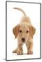 Yellow Labrador puppy, playful posture-Mark Taylor-Mounted Photographic Print