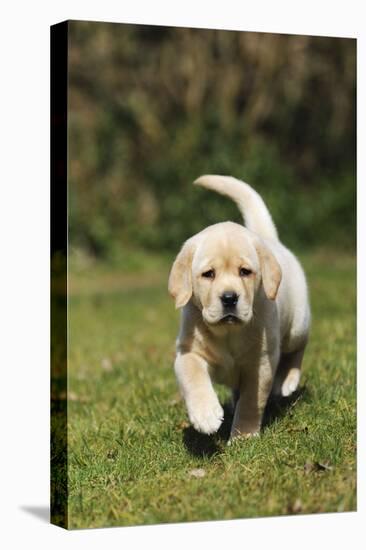 Yellow Labrador Puppy Running on Lawn-null-Stretched Canvas