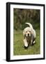 Yellow Labrador Puppy Running on Lawn-null-Framed Photographic Print