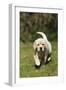 Yellow Labrador Puppy Running on Lawn-null-Framed Photographic Print
