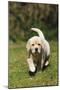 Yellow Labrador Puppy Running on Lawn-null-Mounted Photographic Print