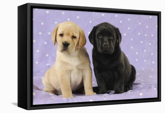 Yellow Labrador Puppy Sitting Next to a Black-null-Framed Stretched Canvas