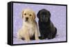 Yellow Labrador Puppy Sitting Next to a Black-null-Framed Stretched Canvas