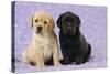 Yellow Labrador Puppy Sitting Next to a Black-null-Stretched Canvas