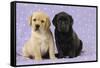 Yellow Labrador Puppy Sitting Next to a Black-null-Framed Stretched Canvas