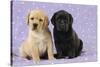 Yellow Labrador Puppy Sitting Next to a Black-null-Stretched Canvas